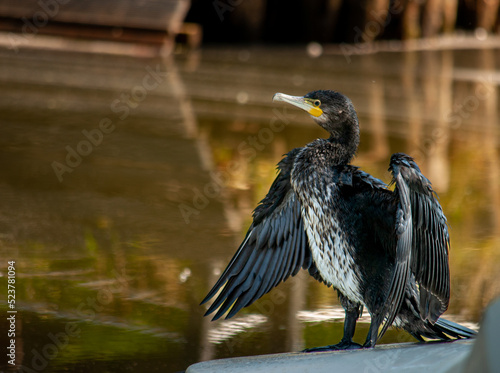 great blue heron black cormorant