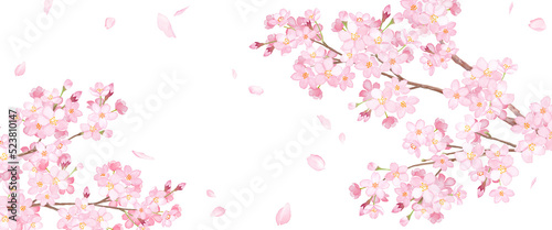 春の花：桜と散る花びらのアシンメトリー背景。 水彩イラスト（透過背景）