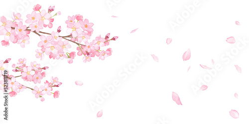 春の花：さくらと散る花びらの背景。 水彩イラスト（透過背景）