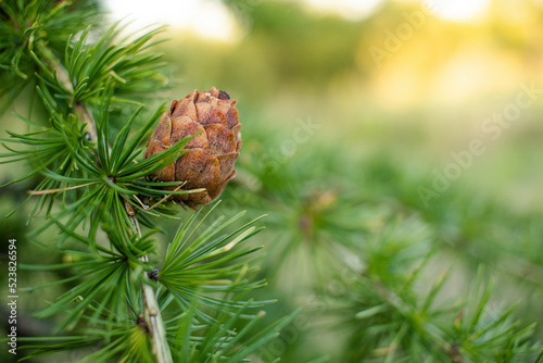 Sprig of European Larch Larix decidua with pine cones on blurred background and copy space on the right.