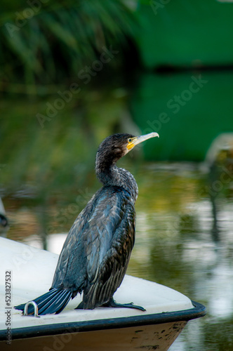 blue heron Black kormoran 