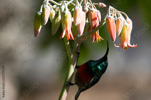 Greater double-collared sunbird (Cinnynis afer) prepares to feed from Cotyledon orbiculata var. spuria tubular flowers, private garden, Uniondale, Western Cape.