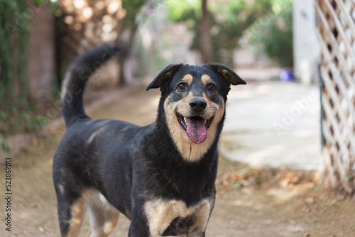 Smiling black and tan mixed breed rescue dog wags her curly tail waiting for the ball for backyard pet portraits