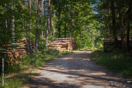 pile de tronc d'arbre dans la forêt