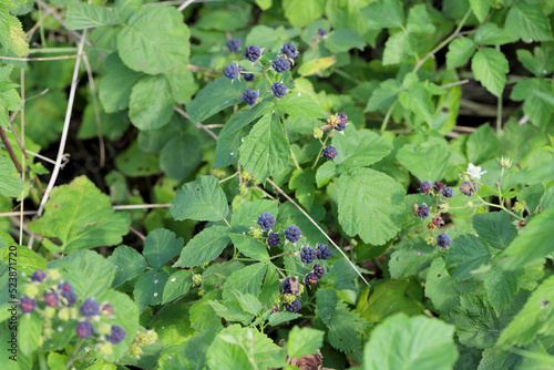 European Dewberry (Rubus caesius). Fruit on shrubs in summer.