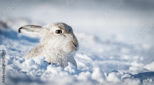 Closeup shot of a cute mountain hare in the snow
