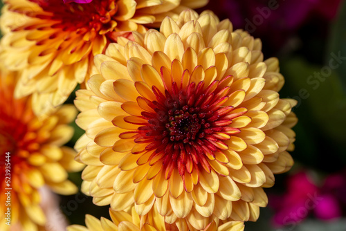 Macro texture background of a solitary bright yellow and red chrysanthemum flower in an indoor florist arrangement