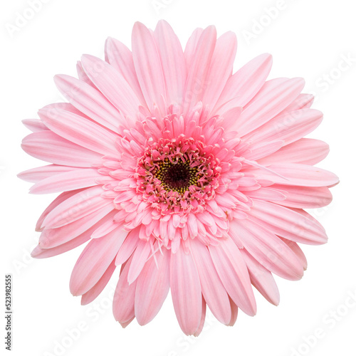 pink gerbera flower isolated with clipping path