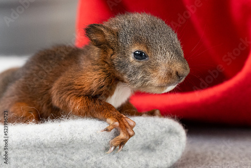 Eichhörnchen Baby