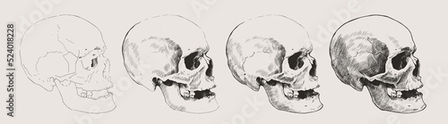Set of hand drawn human skulls. Drawing step by step. Vector graphic illustration.