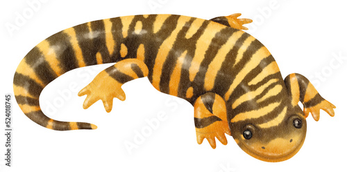 salamander watercolor illustration
