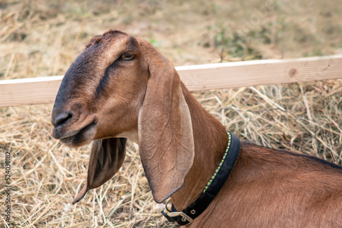 Nubian beige goat portrait in barn. Looking at camera. Dehorned domestic female animal