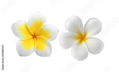 Frangipani isolated on transparent png