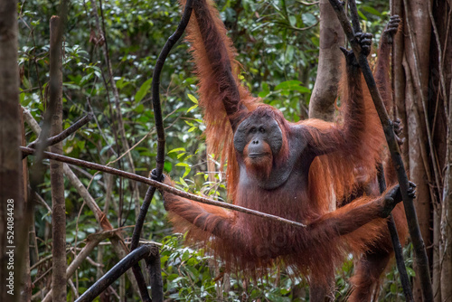 wild male orangutan posing