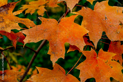 Sugar Maple tree (Acer saccharum) fall orange leaves