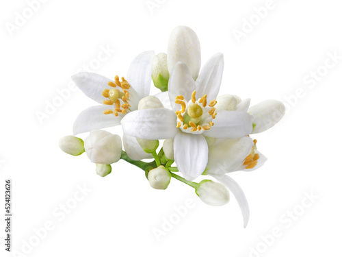 Neroli blossom. Citrus bloom. Orange tree white flowers and buds bunch isolated transparent png.