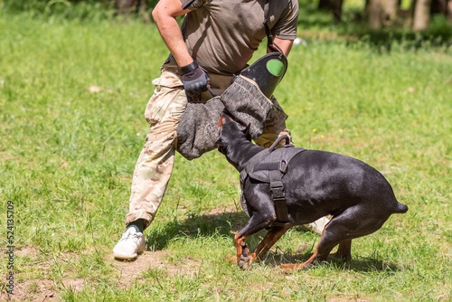 Doberman attacking dog handler during aggression training.
