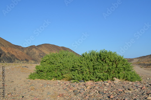 A spreading bush in Eastern Desert, Egypt