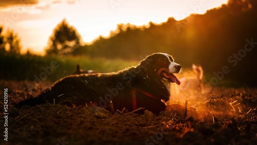 Berneński pies pasterski w złotej słonecznej poświacie