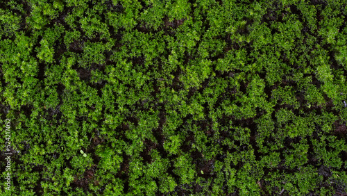 Top view sphagnum moss or peat moss on natural light.