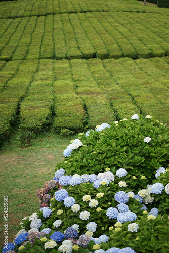 Hydrangea flowers on a tea plantation on the island of São Miguel, Azores, Portugal