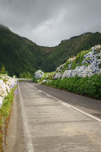 Hydrangea flowers growing by a road, São Miguel, Azores, Portugal