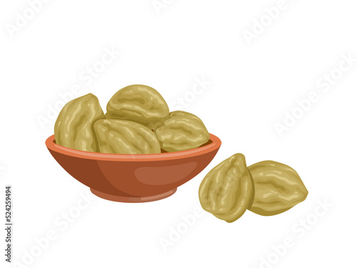 Vector illustration, candlenut or kukui nut, also called indian walnut, scientific name Aleurites moluccanus, isolated on white background.