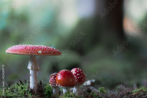 Group of red toadstools, poisonous mushroom in the forest, Amanita muscaria