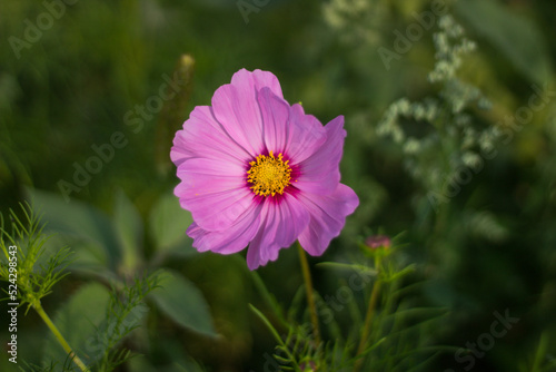 18.08.2022 Białystok Polska.Cosmos pierzasty w odcieniach fioletu.