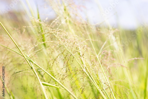 Panicum Maximum