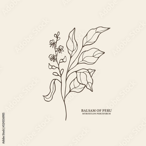 Hand drawn Balsam of Peru branch illustration