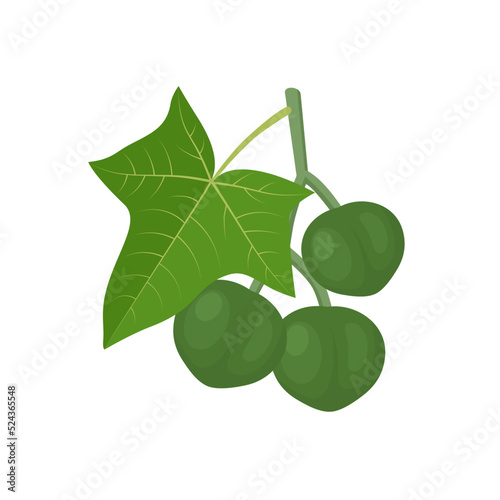 Vector illustration, fresh candlenut with leaves, also called Indian walnut or kukui nut, scientific name Aleurites moluccanus, isolated on white background.