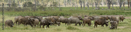 herd of african buffalo together on grassland at Lake Nakuru National Park Kenya