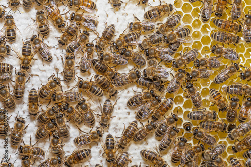 Pszczoły miodne na plastrze z miodem. Plaster miodu i pszczoły. Apis mellifera. Miodek i pszczoły. Pszczeli miód. Plaster wosku. Makro pszczoły na plastrze z miodem. Dojrzały miód pszczeli w plastrze.