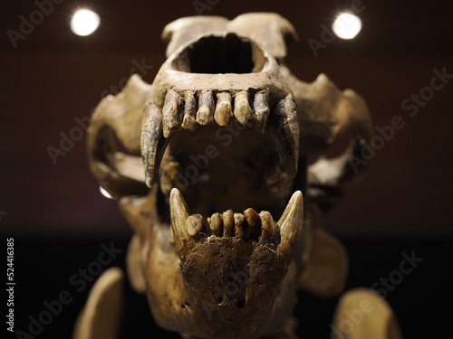 prehistoric bear skeleton ursus ladinicus found in dolomites mountains