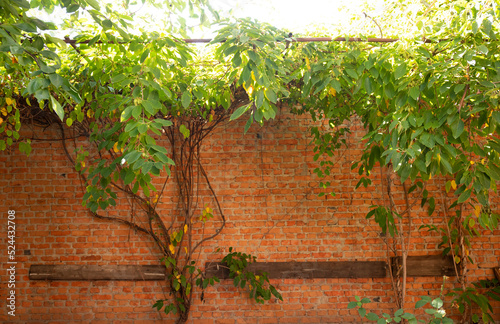 Green leaves of actinidia fruit on red brick wall background.