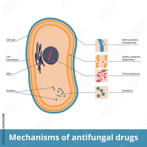 Mechanisms of antifungal drugs. Antimycotic medications and targeted fungi organelles: polyenes, azoles, allylamines, echinocandins and triterpenoids. Flucytosine interacts with DNA biosynthesis.