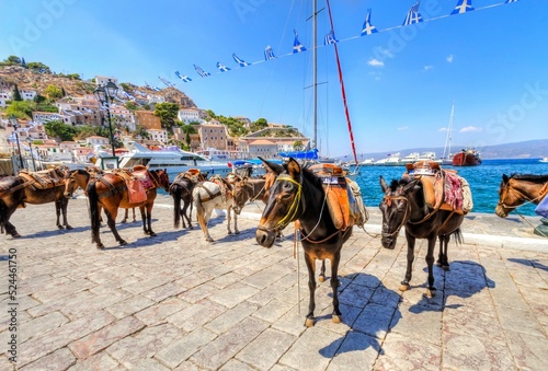 Donkeys at the port of Greek island, Hydra. They are the only means of transport on the island, no cars are allowed.