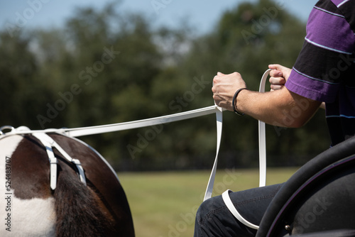 hands holding the lines of a driving horse and harness. 