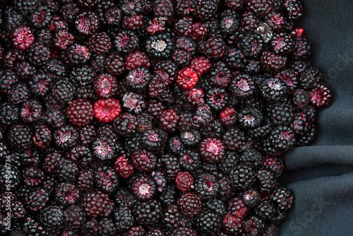 Rubus occidentalis (Black Raspberry), wild collected fresh summer berries