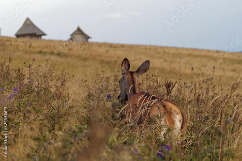 Samica jelenia (łania) w górach Bieszczady.