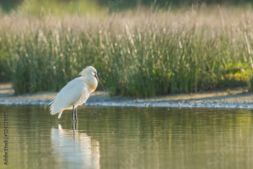 Eurasian Spoonbill (Platalea leucorodia) standing in a small pool in the dunes early in the morning