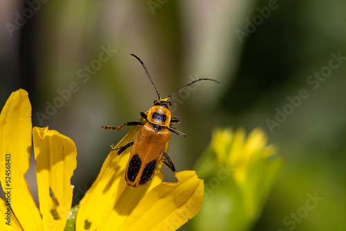 Goldenrod Soldier Beetle - Chauliognathus pensylvanicus