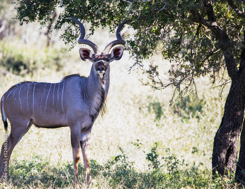 Specimens of common eland antelope species, common eland or Cape elk is an artiodactyl mammal that inhabits the African savannah and lives the wildlife of the savannah in total freedom in Africa.