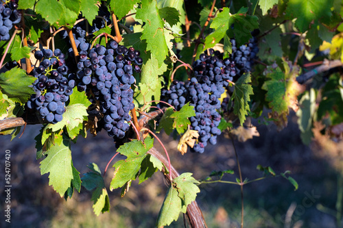 Montepulciano, Tuscany, Italy. Sangiovese grapes in local vineyard for famous Vino Nobile de Montepulciano and Chianti wine