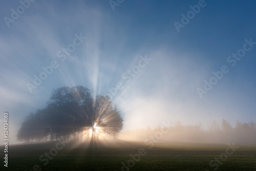 Baum im Nebel un Gegenlicht