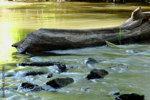 Kamienie rzeczne i konar drzewa w rzece. River stones and tree limb in the river.
