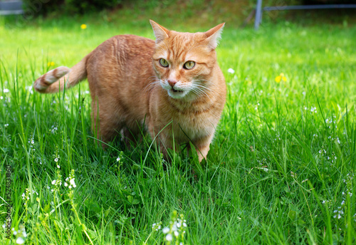 Red ginger cat on green grass