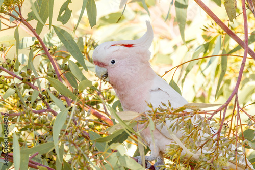 Pink Cockatoo in Northern Territory Australia