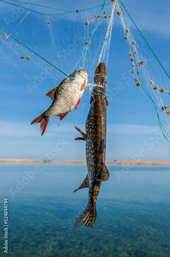 Fishing on the river, a fisherman caught a pike fish. Fishing spinning and nets, male hobby. Commercial fishing.